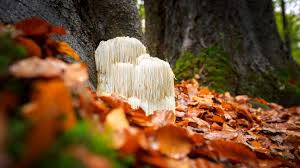 Lion's Mane Mushrooms