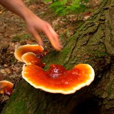 Reishi Mushrooms